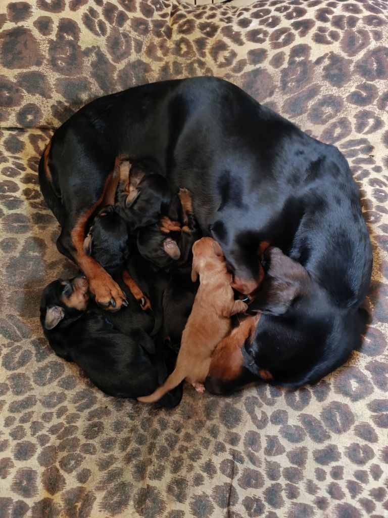 Chiots à réserver !