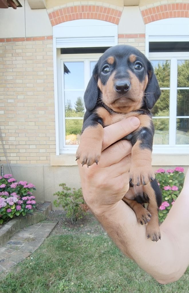 Deux chiots teckels mâles à réserver !