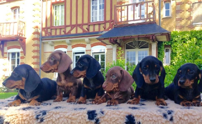 pêle-mêle Chiots