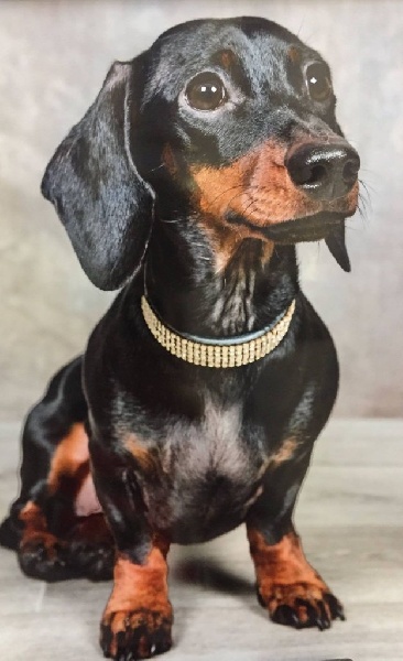 Nouvelles des chiots 2015 Gasparine x Farfadet